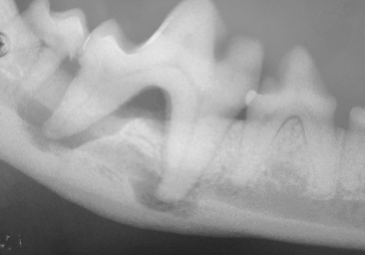 Dental Handouts