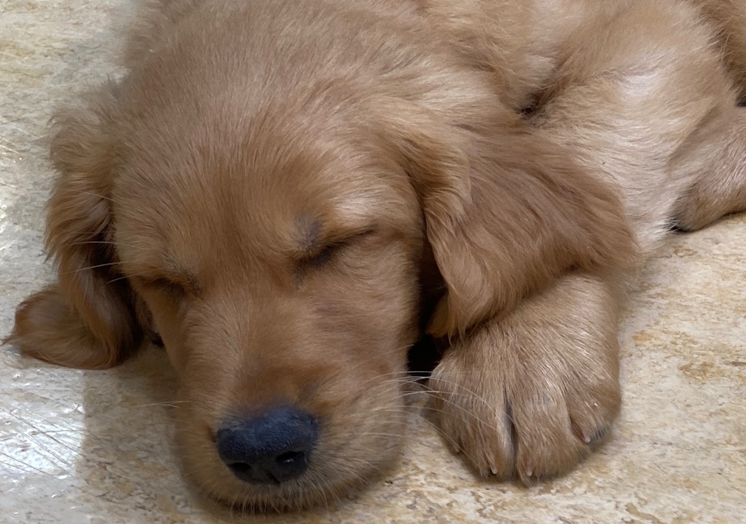 Puppy Resources