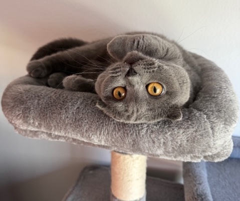 Kitten Resources